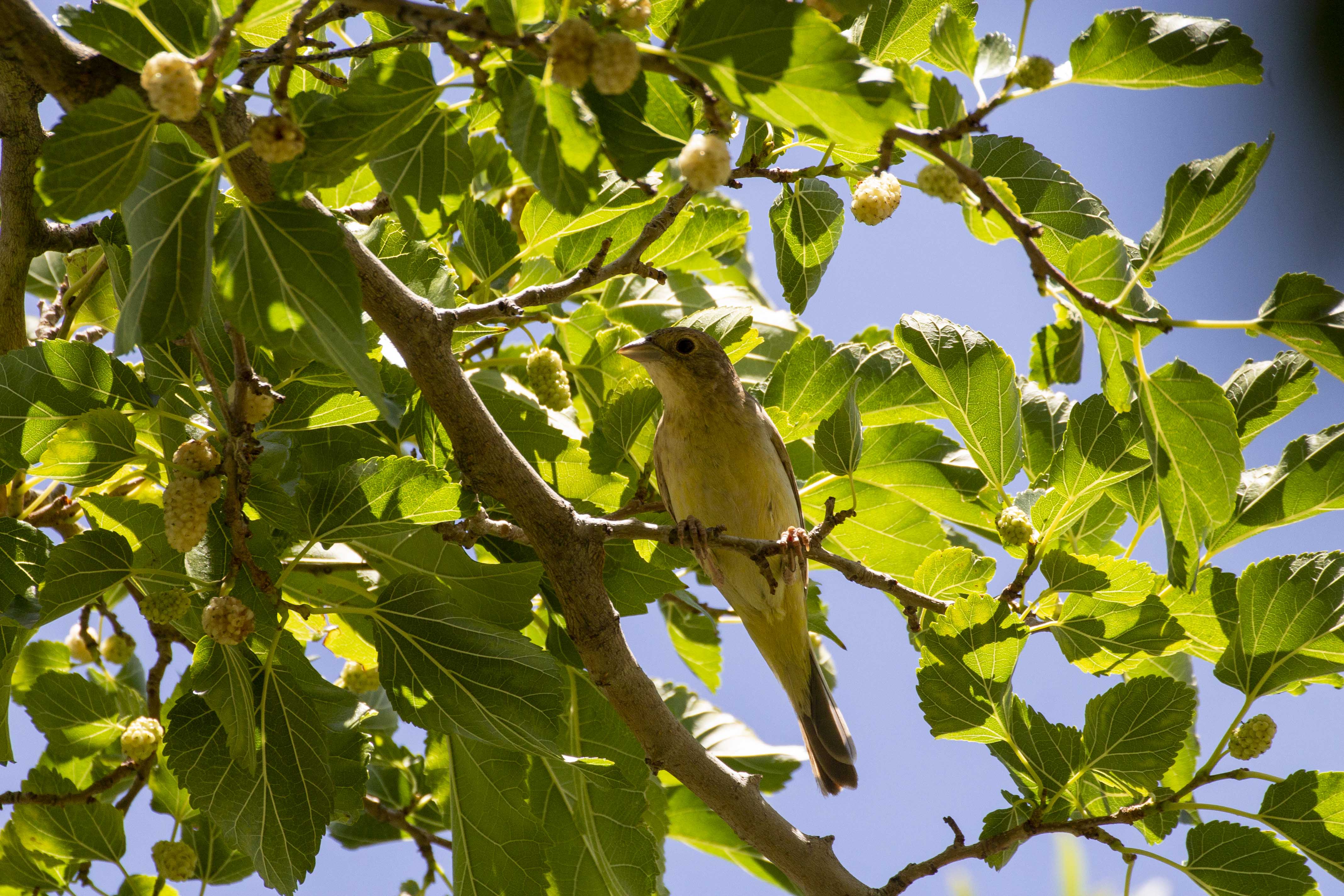 Eurasian Golden Oriole